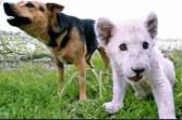 Lion And Dog Are Best Friends