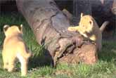 Lion Cubs Play Outside