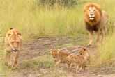 Lion Cubs Trying to Mimic Dad's Roar