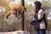 Loki the Red Fox Jumps for Joy