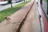 Loyal Dog Chases Ambulance Taking His Owner To Hospital
