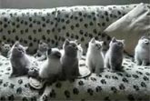 Cute Kittens Bop Their Head