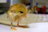 Meet The Cutest Animal You've Never Heard Of: The Pygmy Jerboa