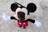 Mickey Mouse Dachshund