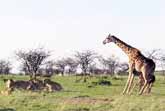 Mother Giraffe Protects Her Calf From Lions