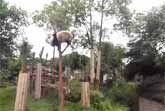 Panda Acrobat
