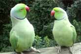 Parakeets Conversing