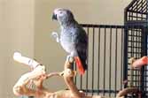 Parrot Whistling To 'Always Look On The Bright Side Of Life'