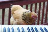 Patriotic Chicken Plays 'This Land Is Your Land'
