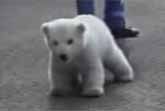 Pet Polar Bear