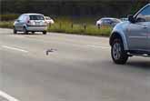 Pigeon Races Against Cars On Australian Highway