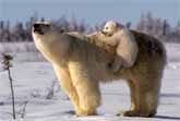 Polar Bear Love