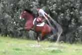 Rope Jumping Horse