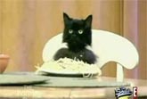 Spaghetti Cat