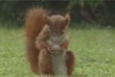 Squirrel Juggling
