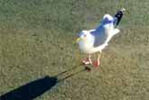 Tap Dancing Seagull