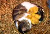 The Cat And The Ducklings