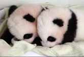 The First 100 Days Of Two Panda Cubs