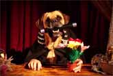 The Great Dogzini - Dog Magician