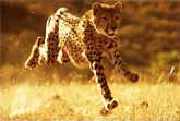 This Is Why A Cheetah Can Accelerate Faster Than Most Supercars