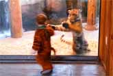 Tiger Cub Plays With Little Boy In A Tiger Costume