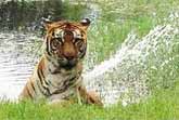 Tiger Fountain Fun