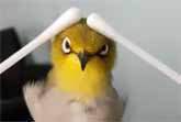 Tweety Bird Gets A Spa Session