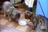 Two Cats - One Bowl Of Milk