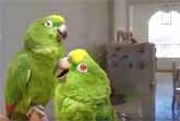 Unbelievable Singing Parrots