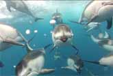 Underwater Camera - Magical Catch