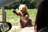 Waving Bear Catches Food With One Paw