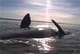 Whale Gives Kayakers A Lift