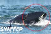 Whale Gulps In Diver - Then Spits Him Out