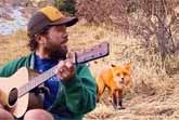 Wild Fox Likes To Listen To Music