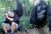 Wild Gorilla Encounter