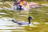 World's Bravest Duck Plays With Tiger